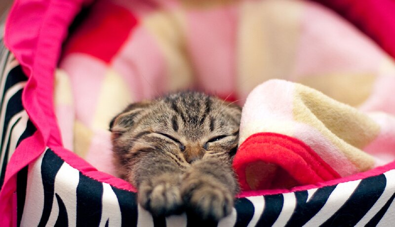 Sleeping Tabby Kitten — Pink, Peaceful, Photograph, Blanket