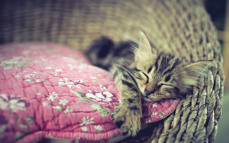 Sleeping Tabby Kitten — Pink, Peaceful, Photograph, Cushion