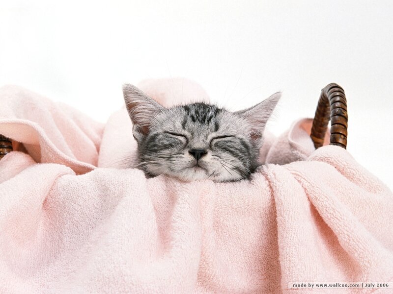 Sleeping Tabby Kitten — Pink, Peaceful, Photograph, Pink Blanket