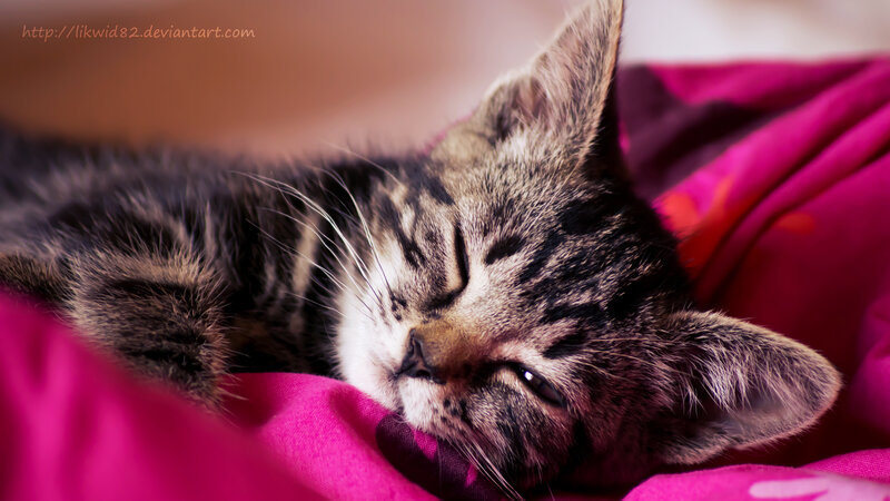 Sleeping Tabby Kitten — Pink, Peaceful, Photograph