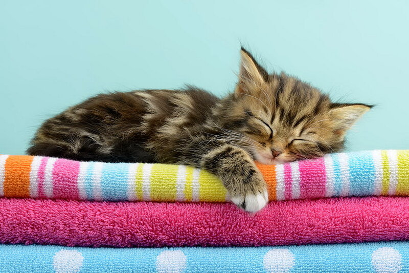 Sleeping Tabby Kitten — Pink, Peaceful, Photograph, Towels