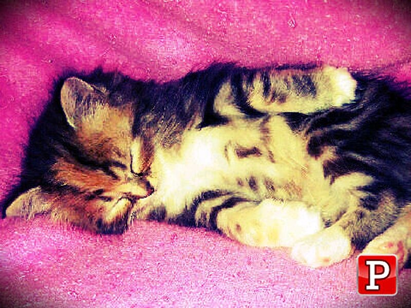 Sleeping Tabby Kitten — Pink, Peaceful