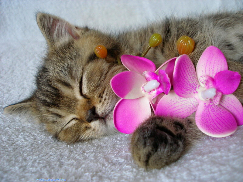 Sleeping Tabby Kitten — Pink, Serene