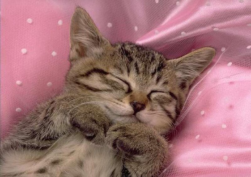 Sleeping Tabby Kitten — Pink