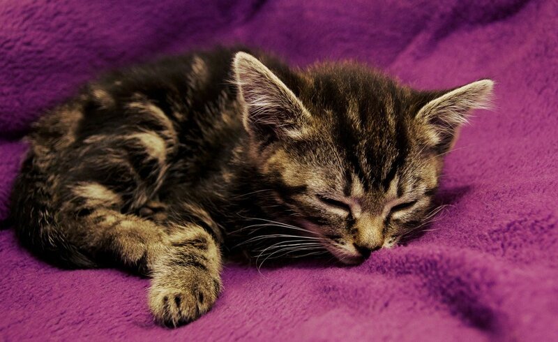 Sleeping Tabby Kitten — Purple, Peaceful