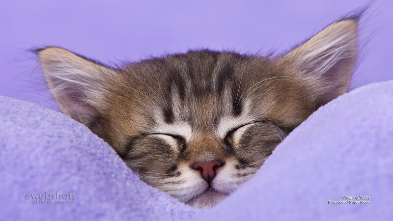 Sleeping Tabby Kitten — Purple