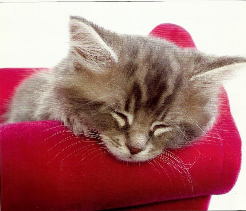 Sleeping Tabby Kitten — Red, Peaceful