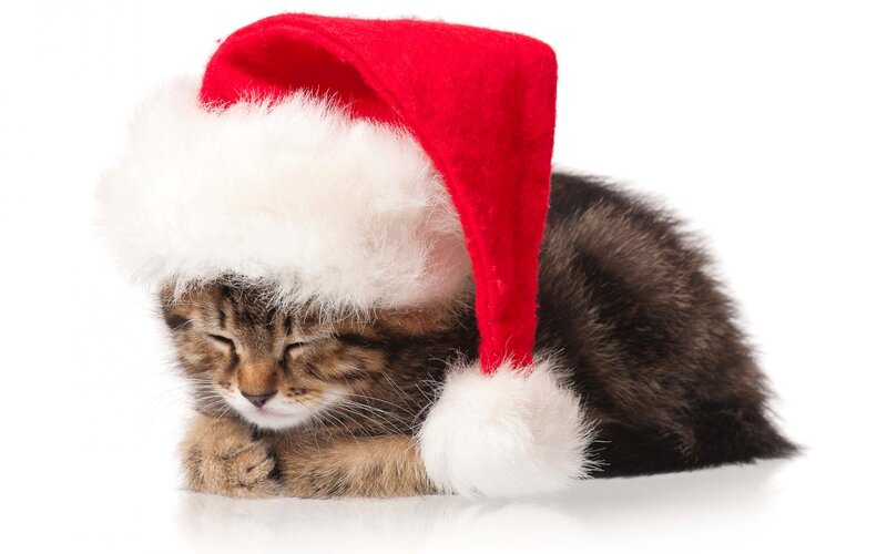 Sleeping Tabby Kitten — Red, Peaceful, Winter
