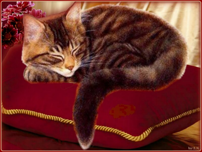 Sleeping Tabby Kitten — Red, Serene