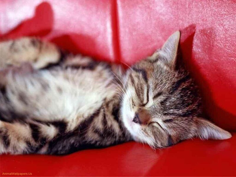 Sleeping Tabby Kitten — Red