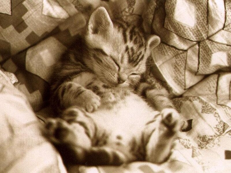 Sleeping Tabby Kitten — Sepia