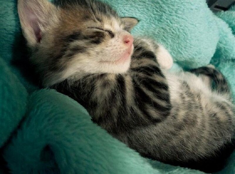 Sleeping Tabby Kitten — Teal
