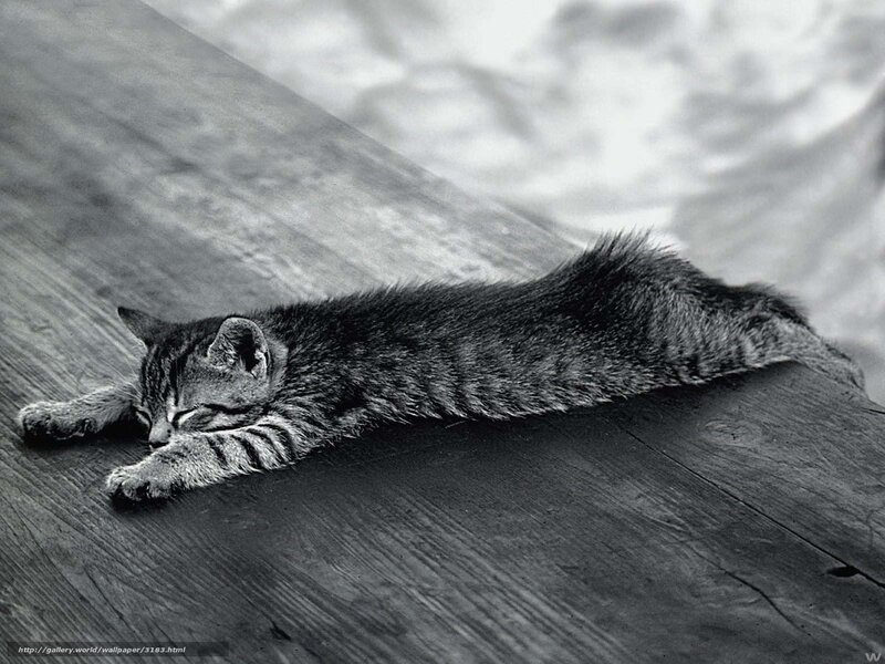 Sleeping tabby kitten