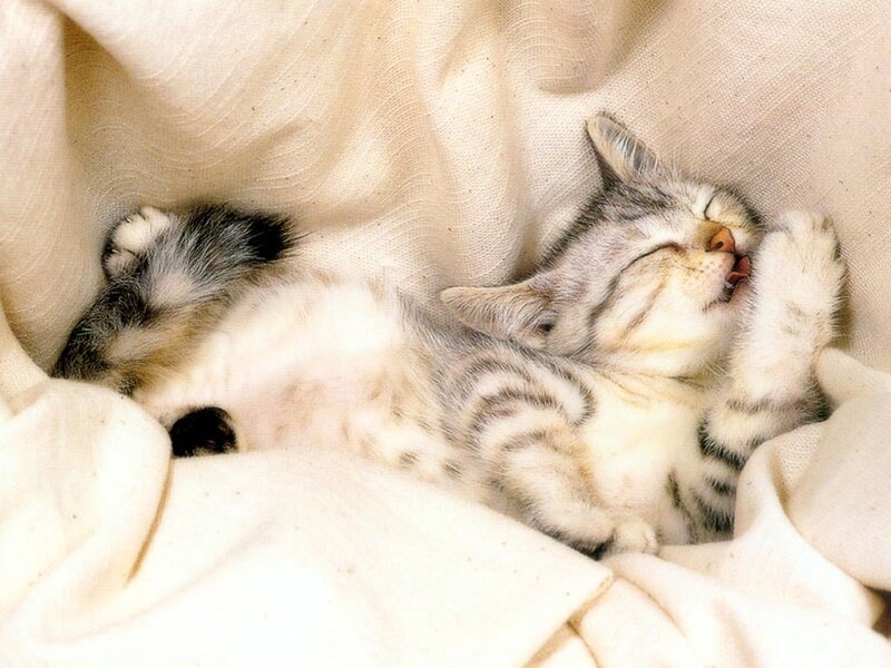 Sleeping Tabby Kitten — White, Blanket