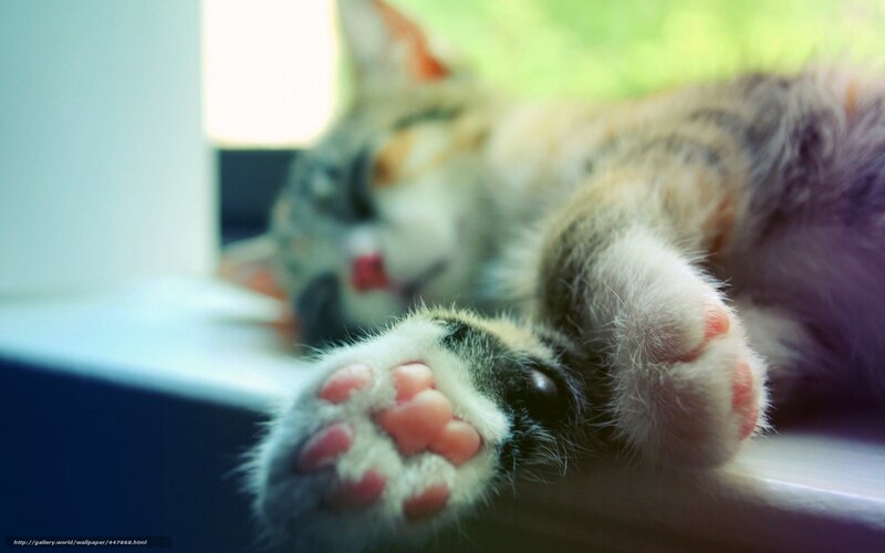 Sleeping Tabby Kitten — White, Peaceful, Morning, Photograph