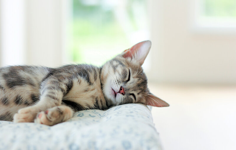 Sleeping Tabby Kitten — White, Peaceful, Morning
