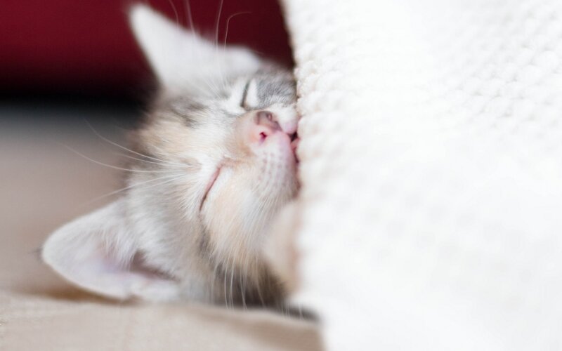 Sleeping Tabby Kitten — White, Peaceful, Photograph, Blanket, Cat Bed