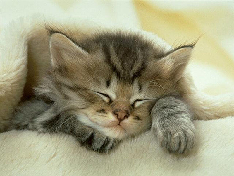 Sleeping Tabby Kitten — White, Peaceful, Photograph, Blanket