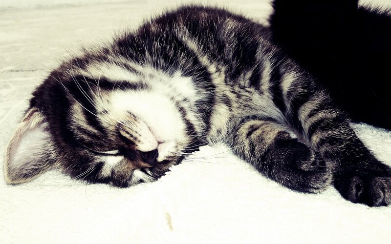 Sleeping Tabby Kitten — White, Peaceful, Photograph, Cat, Blanket