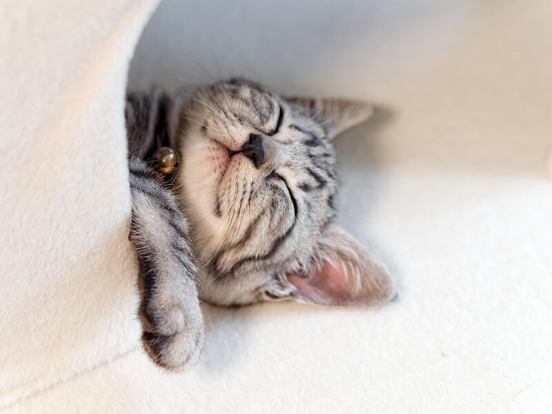 Sleeping Tabby Kitten — White, Peaceful, Photograph, Cat