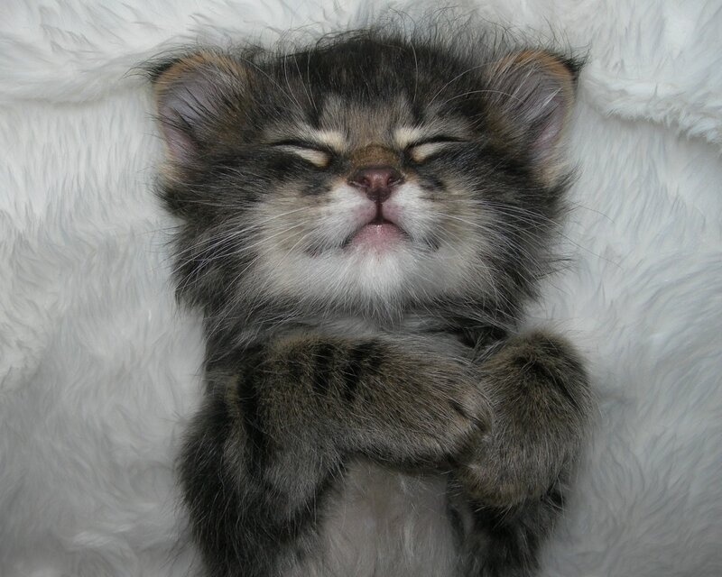 Sleeping Tabby Kitten — White, Peaceful, Photograph, Fluffy Blanket