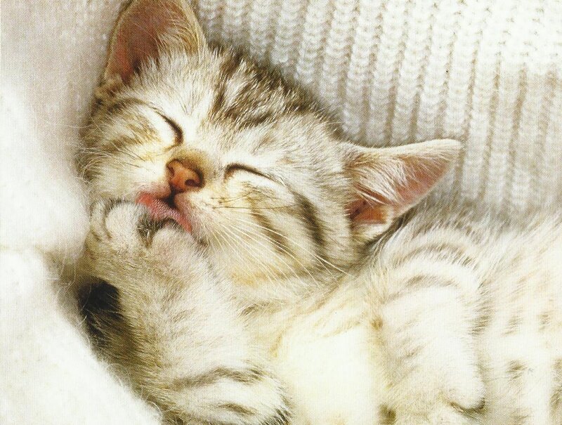 Sleeping Tabby Kitten — White, Peaceful, Photograph, Knit Fabric