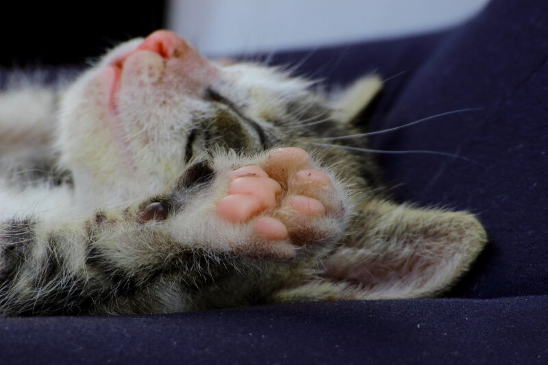 Sleeping Tabby Kitten — White, Peaceful, Photograph, Paws, Face