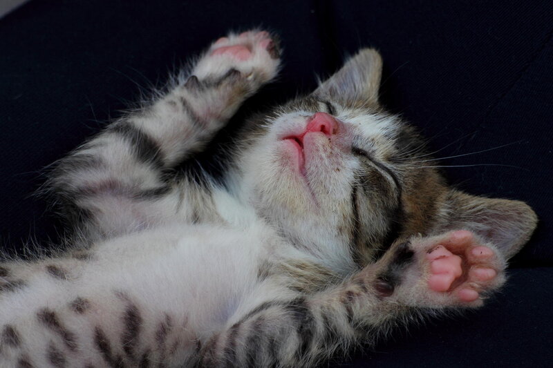 Sleeping Tabby Kitten — White, Peaceful, Photograph, Paws