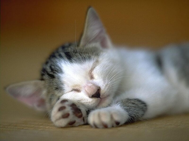 Sleeping Tabby Kitten — White, Peaceful, Photograph, Paws, Wooden Surface