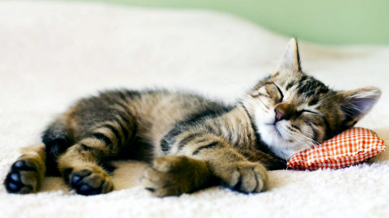 Sleeping Tabby Kitten — White, Peaceful, Photograph, Pillow