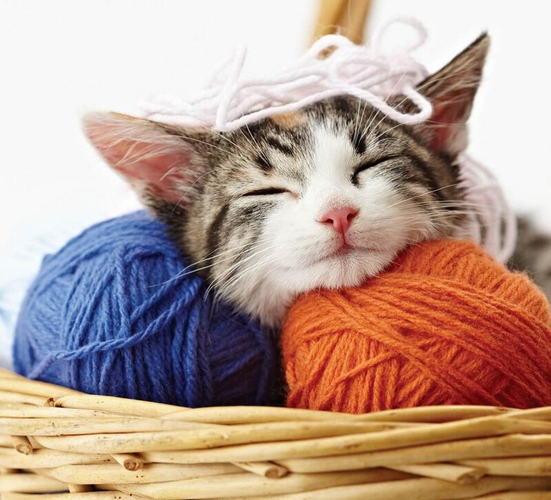 Sleeping Tabby Kitten — White, Peaceful, Photograph