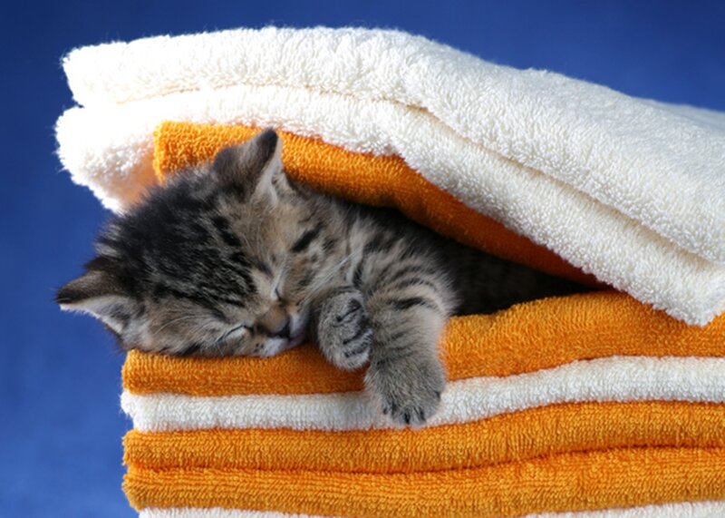 Sleeping Tabby Kitten — White, Peaceful, Photograph, Towels