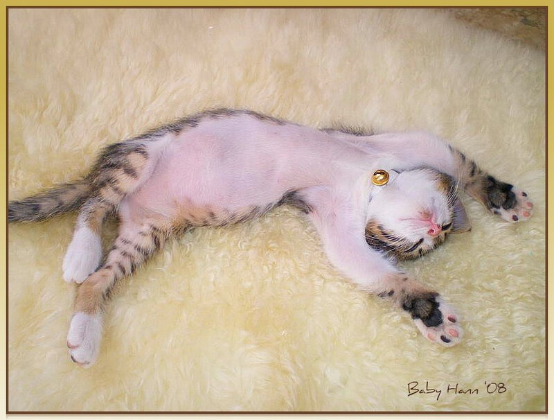 Sleeping Tabby Kitten — White, Peaceful