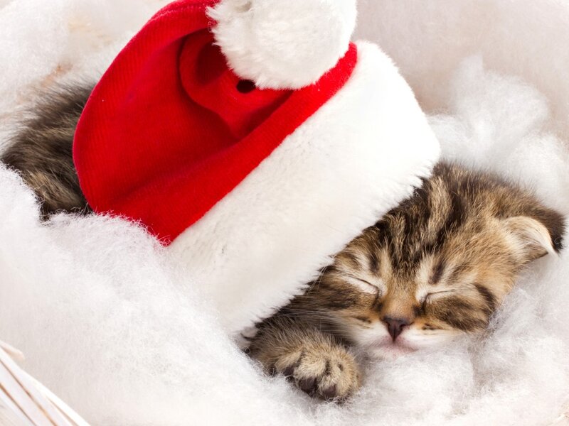 Sleeping Tabby Kitten — White, Peaceful, Winter, Photograph