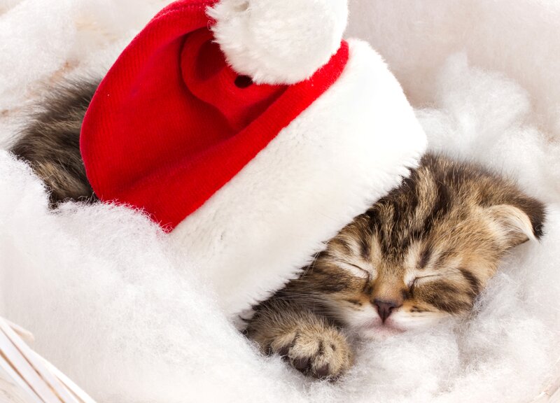 Sleeping Tabby Kitten — White, Peaceful, Winter