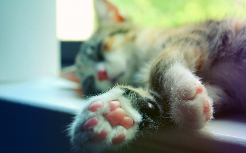 Sleeping Tabby Kitten — White, Serene