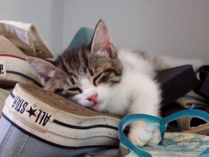 Sleeping Tabby Kitten — White