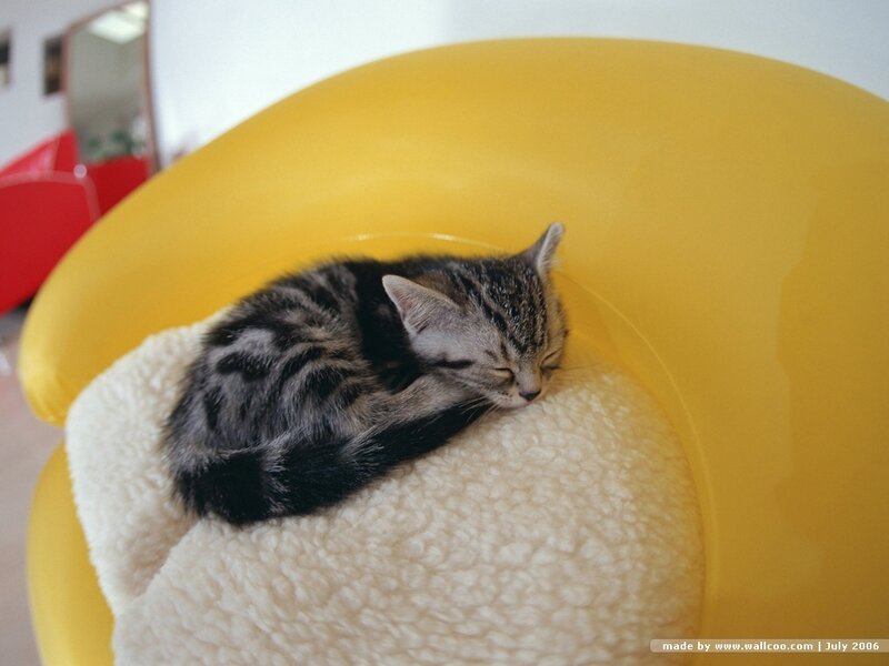 Sleeping Tabby Kitten — Yellow, Calm
