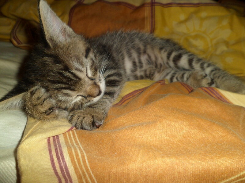 Sleeping Tabby Kitten — Yellow, Peaceful, Photograph, Blanket