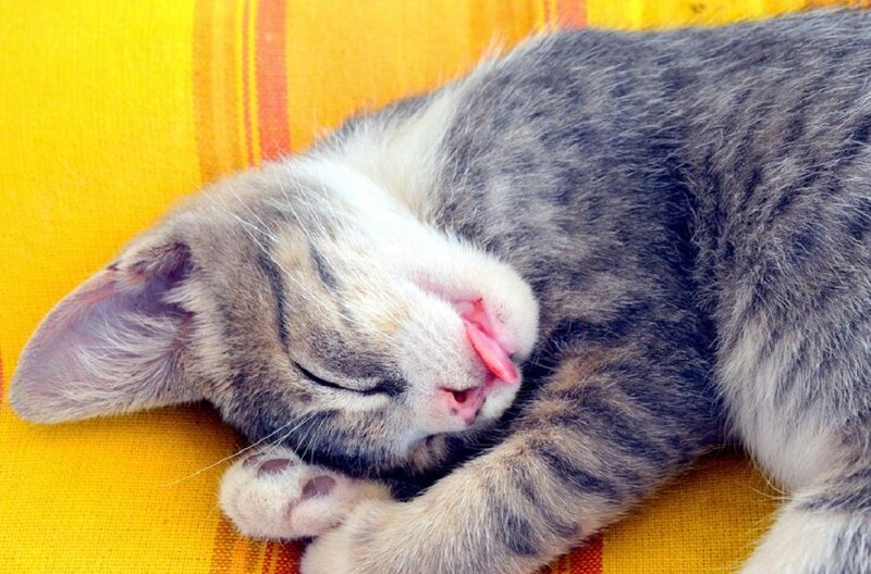Sleeping Tabby Kitten — Yellow, Peaceful, Photograph, Cat