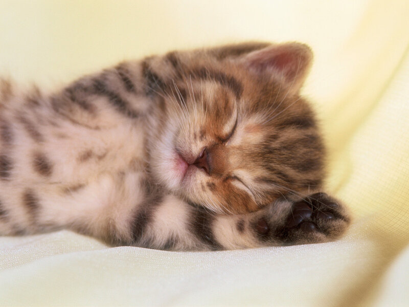 Sleeping Tabby Kitten — Yellow, Peaceful, Photograph, Fabric