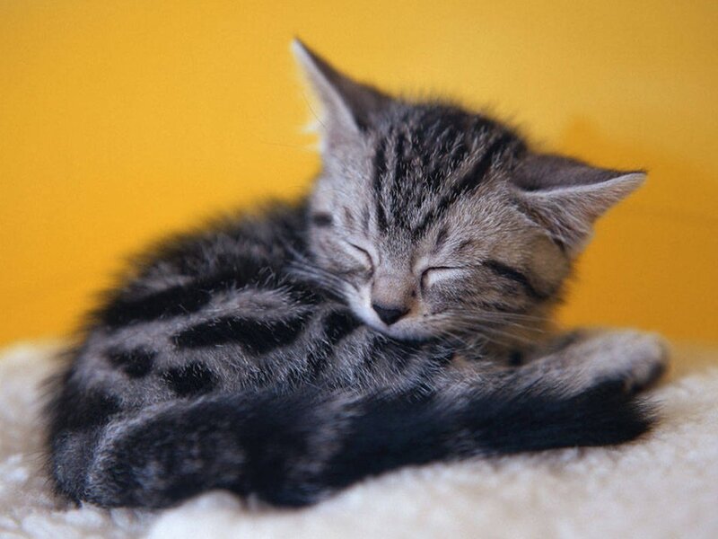 Sleeping Tabby Kitten — Yellow, Peaceful, Photograph