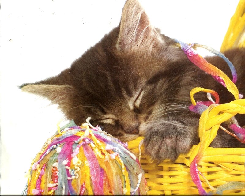Sleeping Tabby Kitten — Yellow, Peaceful, Photograph, Yarn Ball