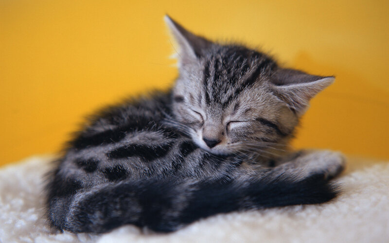 Sleeping Tabby Kitten — Yellow, Peaceful, Photograph, Yellow Background