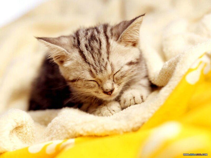 Sleeping Tabby Kitten — Yellow, Peaceful