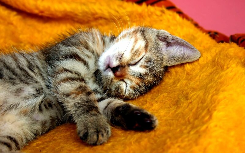 Sleeping Tabby Kitten — Yellow