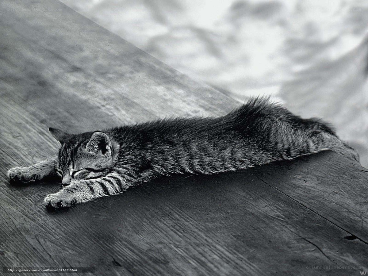 Sleeping tabby kitten