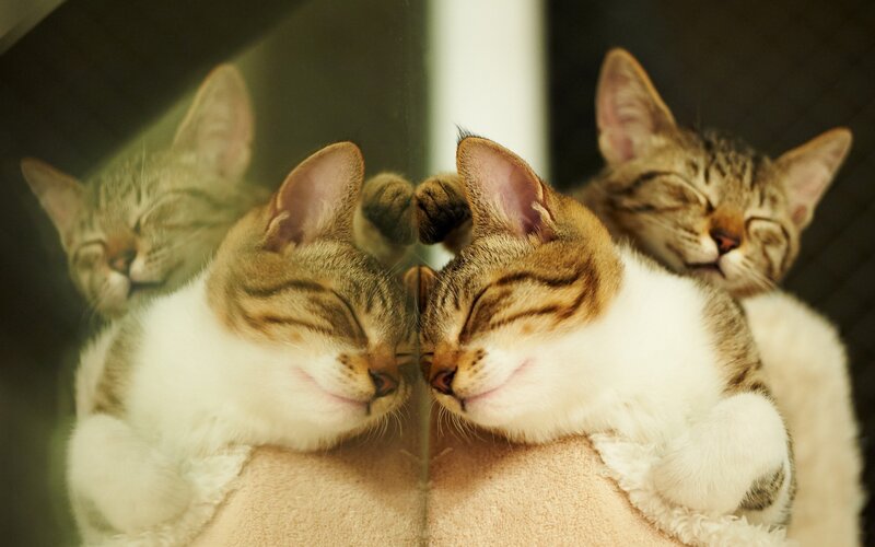 Sleeping tabby kittens