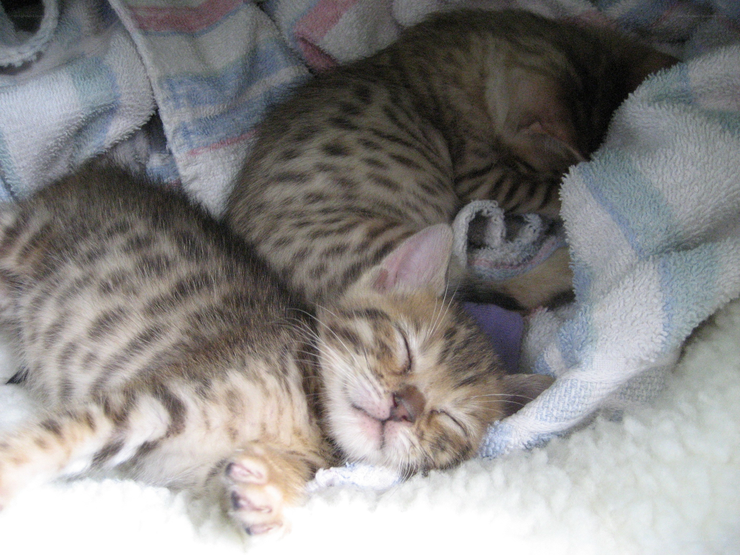Sleeping tabby kittens