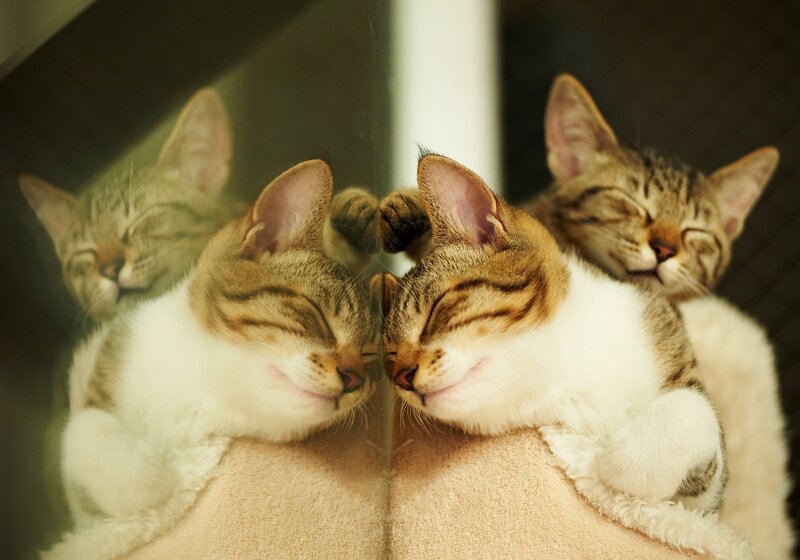 Sleeping Tabby Kittens — Brown, Peaceful, Photograph, Mirror, Cat Bed, White